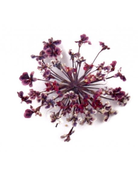 Kwiatki suszone  20szt - ciemno fioletowe