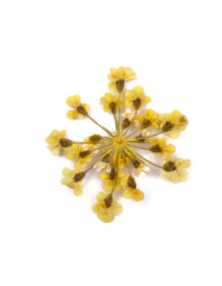 Kwiatki suszone  20szt - żółte