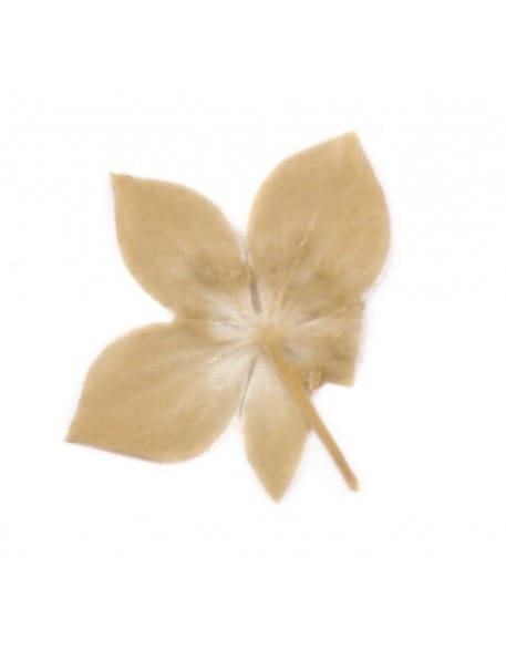 Kwiatki suszone gwiazdki  20szt - białe